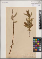 Foto von Salix daphnoides Vill.